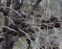 Callitris glaucophylla