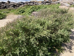 Leptospermum laevigatum