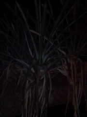 Aechmea distichantha