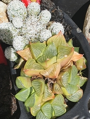 Haworthia