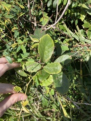 Kennedia rubicunda