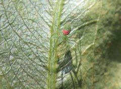 Araneus talipedatus