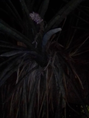 Aechmea distichantha