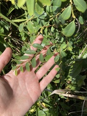 Breynia oblongifolia