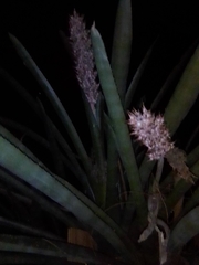 Aechmea distichantha
