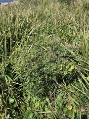 Breynia oblongifolia