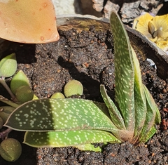 Gasteria