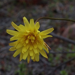 Microseris walteri