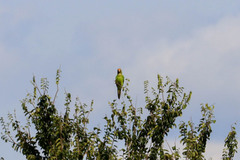 Eupsittula canicularis