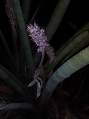 Aechmea distichantha