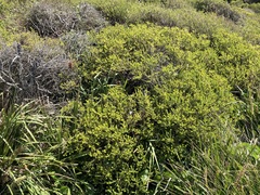 Banksia ericifolia
