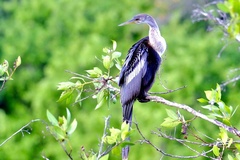 Anhinga