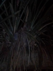 Aechmea distichantha