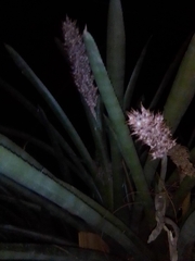 Aechmea distichantha