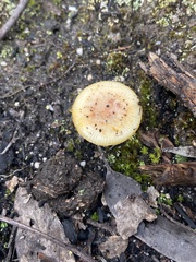 Amanita xanthocephala