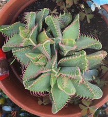 Faucaria