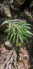 Pteris cretica