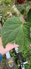 Idesia polycarpa