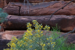 Senna artemisioides