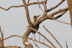 Melanerpes hoffmannii