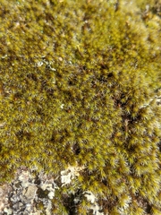 Campylopus introflexus