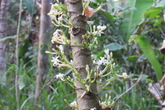 Vasconcellea pubescens