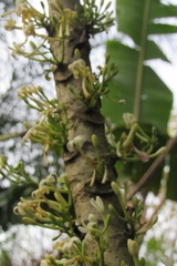 Vasconcellea pubescens