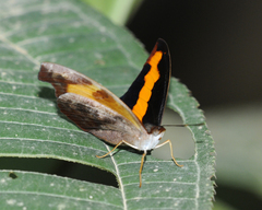 Catonephele nyctimus