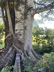 Ficus obliqua