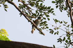 Pachyramphus aglaiae