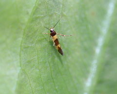 Aeoloscelis chrysophoenicea