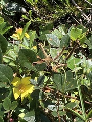 Hibbertia scandens