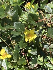 Hibbertia scandens