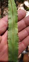 Pteris cretica