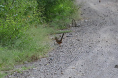 Morococcyx erythropygus