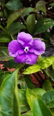 Brunfelsia