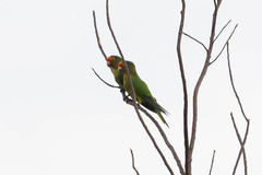 Eupsittula canicularis