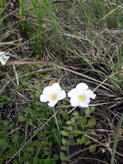 Nierembergia calycina