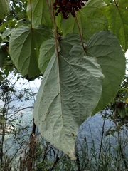 Idesia polycarpa