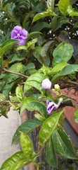 Brunfelsia