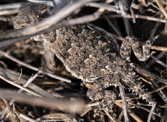 Phrynosoma blainvillii