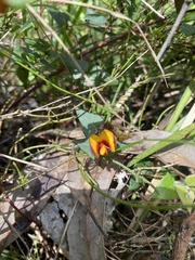 Platylobium obtusangulum