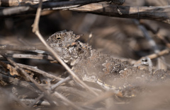 Phrynosoma blainvillii