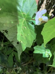 Begonia chuyunshanensis