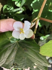 Begonia chuyunshanensis