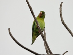 Brotogeris jugularis