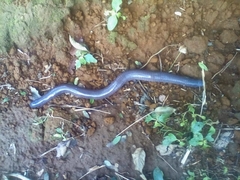 Dermophis mexicanus