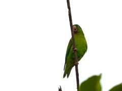 Brotogeris jugularis