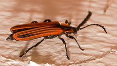 Trichalus ampliatus