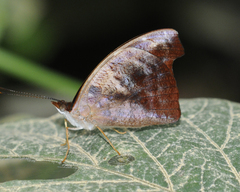 Catonephele mexicana